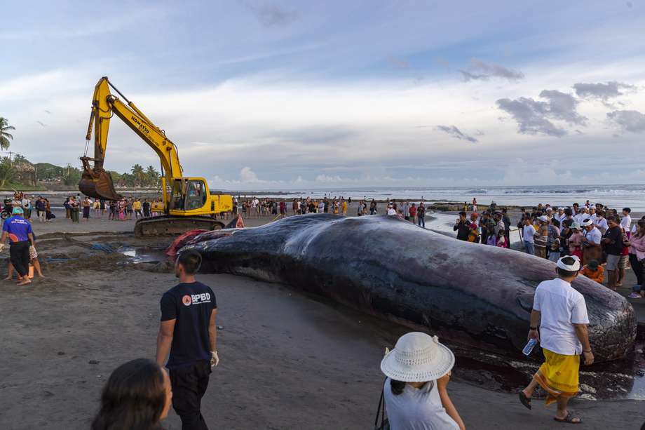 Turistas y locales se reúnen alrededor del cadáver del cachalote de 17 metros que fue encontrado en la playa de Yeh Leh, Bali. 
EFE/EPA/MADE NAGI