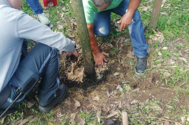 Intoxican el "árbol de la vida" que sembró el papa Francisco en Villavicencio