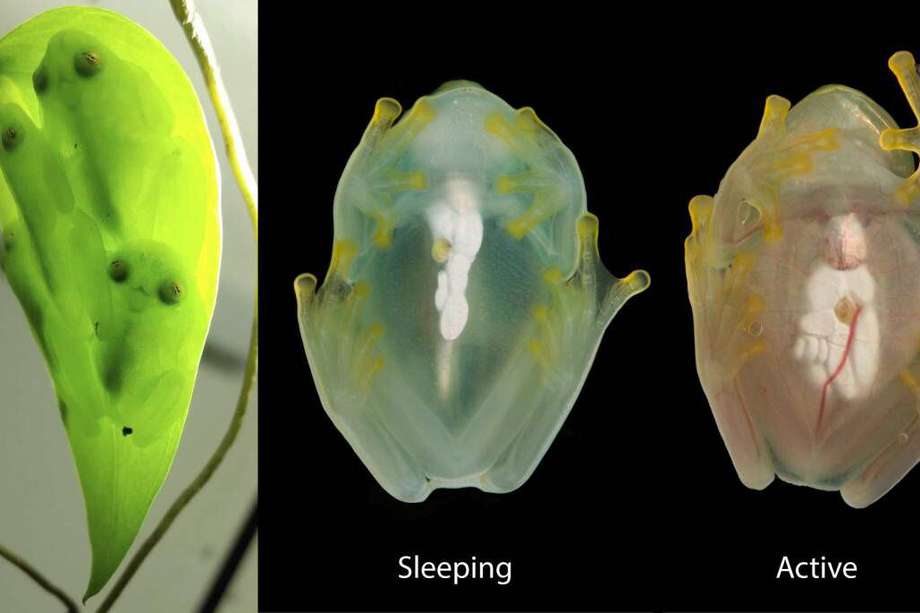 Grupo de ranas de cristal durmiendo juntas boca arriba debajo de una hoja (izquierda). Un ejemplar fotografiado durante el sueño (centro) y mientras está activo (derecha)./ Jesse Delia