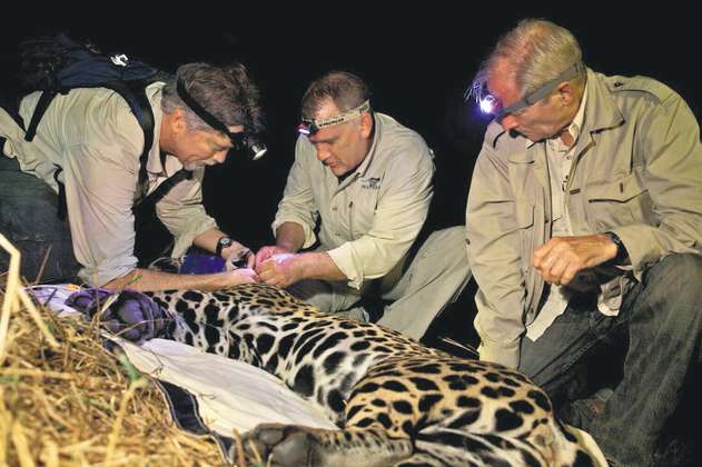 La conservación de los jaguares, el legado de Alan Rabinowitz para Colombia