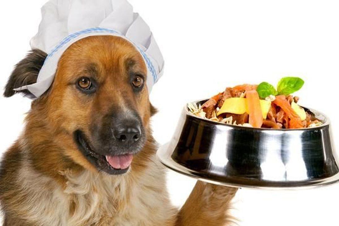 ¿Los perros pueden comer lentejas? Esto pasa si las incluyes en su dieta