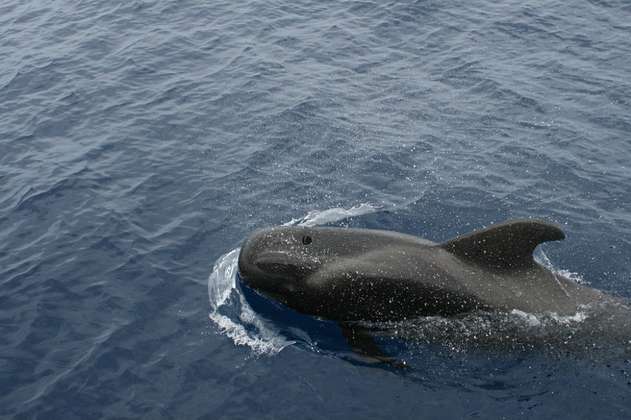 El delfín mular, principal enemigo de los pescadores de Marruecos