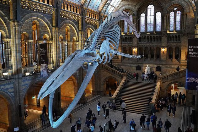 ¿Le interesa trabajar en el Museo de Historia Natural de Londres? Abren vacantes