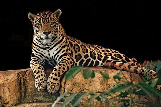 El jaguar, por ejemplo, es el máximo depredador terrestre de los bosques colombianos. Si desaparece, afectaría todo el ecosistema.