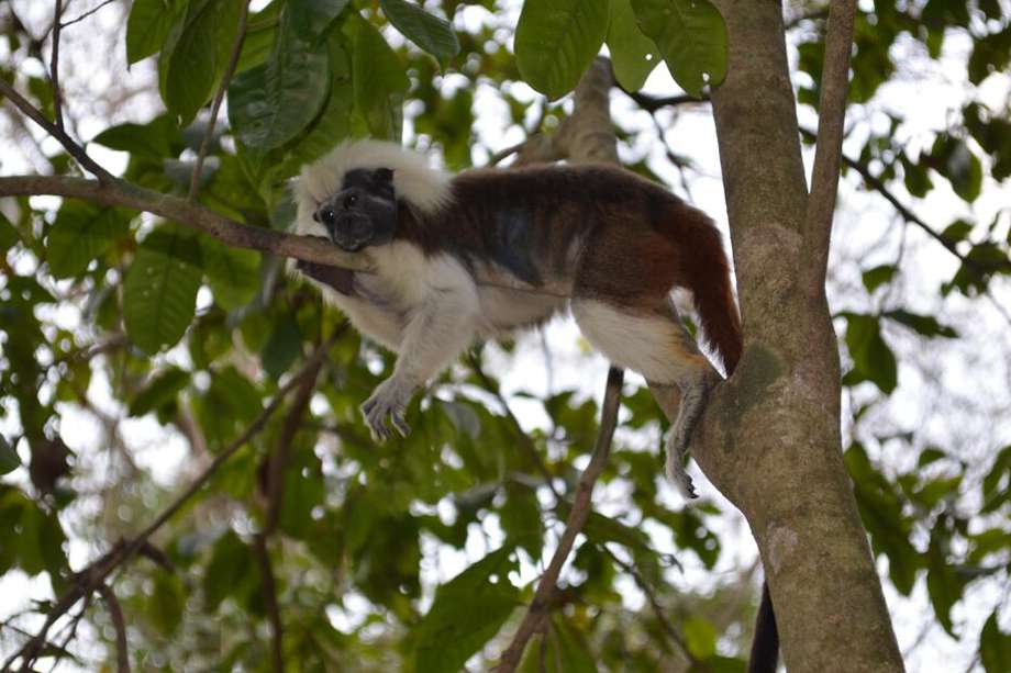 Mono de la especie Saguinus oedipus. Los estudios contienen datos del genoma completo de 233 especies de primates, lo que representa el 86 % de los géneros y de 16 familias.