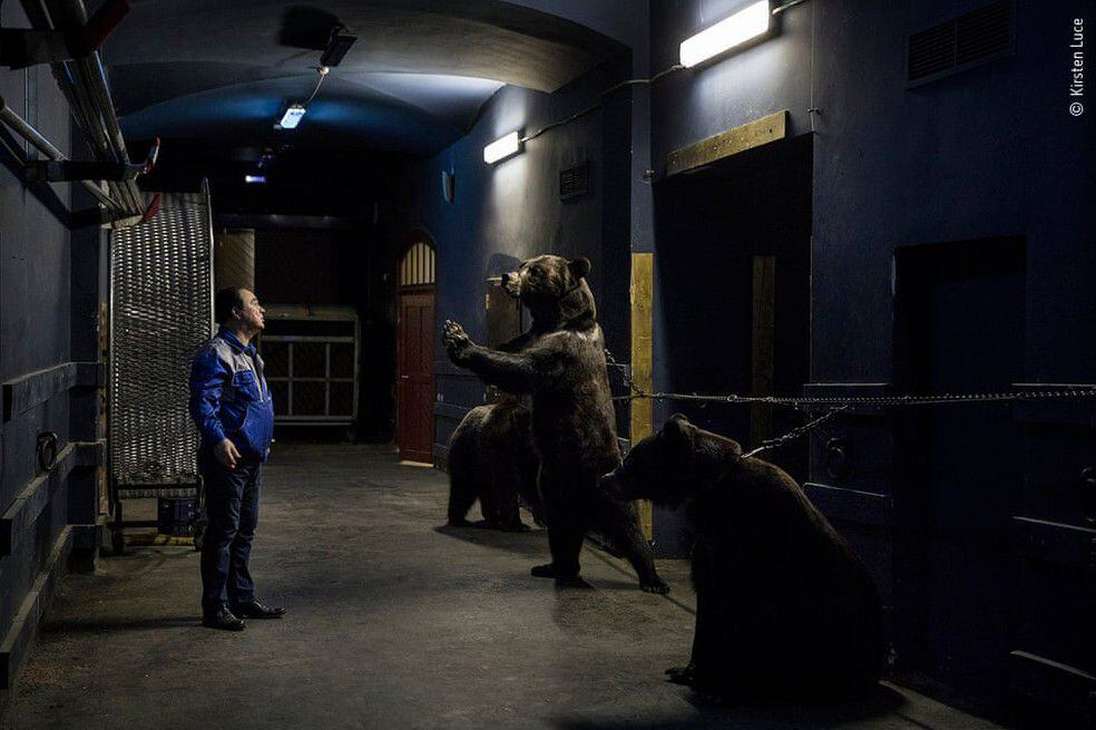 Backstage en el circo, Kirsten Luce (EE. UU.): En el circo estatal de San Petersburgo, Rusia, el entrenador de osos Grant Ibragimov realiza su acto diario con estos tres ejemplares de oso pardo siberiano.