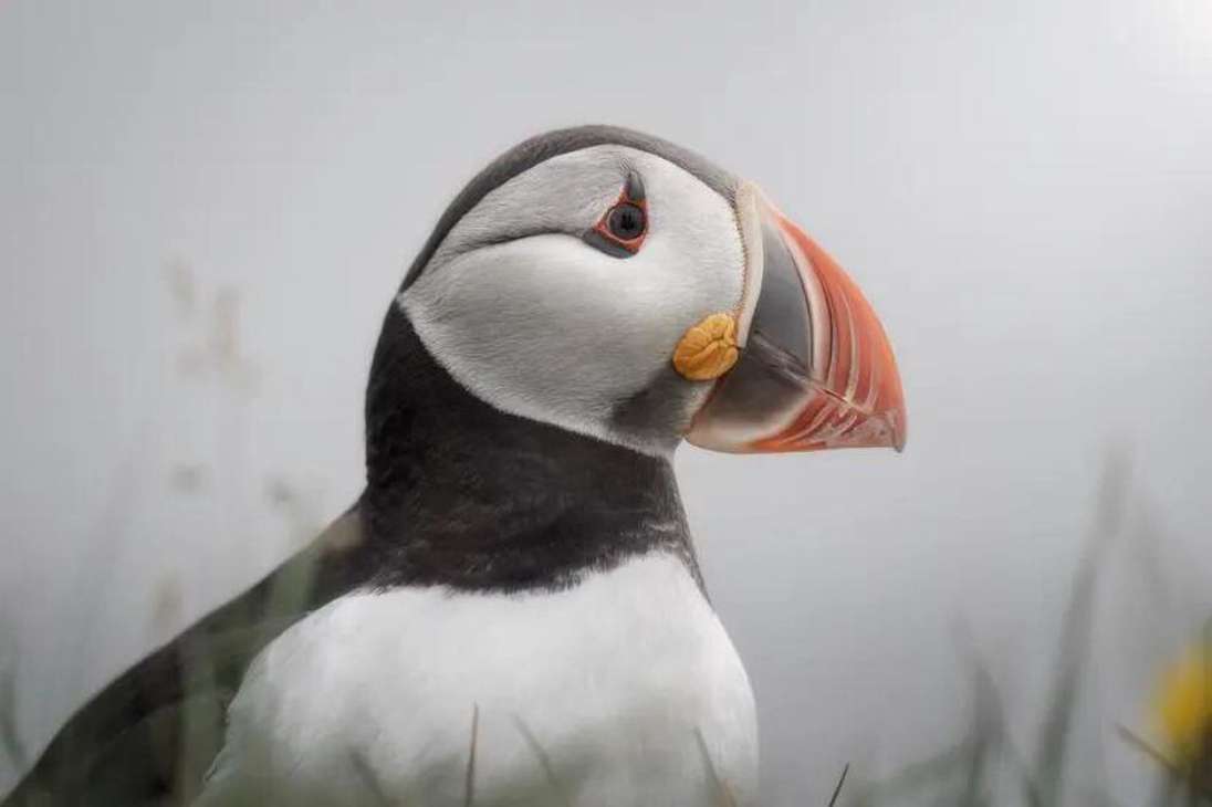 Aves:
La ganadora es un Frailecillo en Islandia tomada por Alessio Calviani.