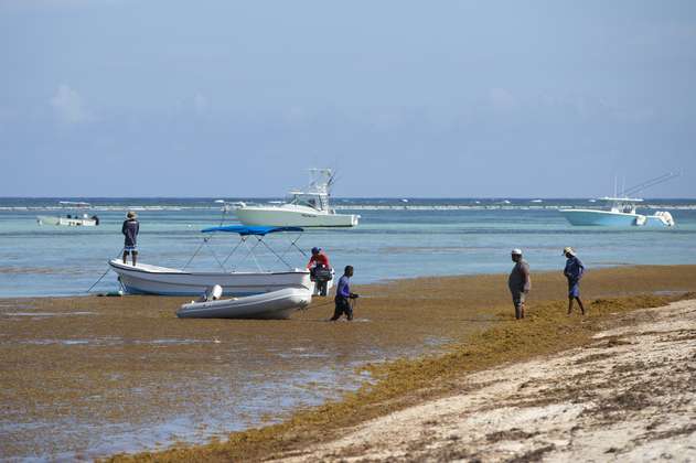 Sargazo: el problema de algas marinas que tiene en aprietos al Caribe