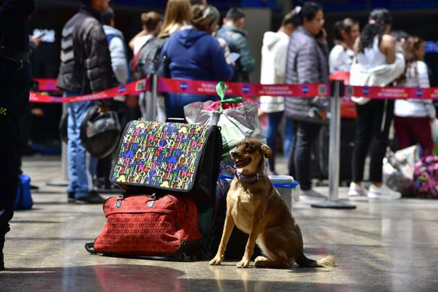 Terminal de Transporte de Bogotá: lo que debe tener en cuenta para viajar con su mascota