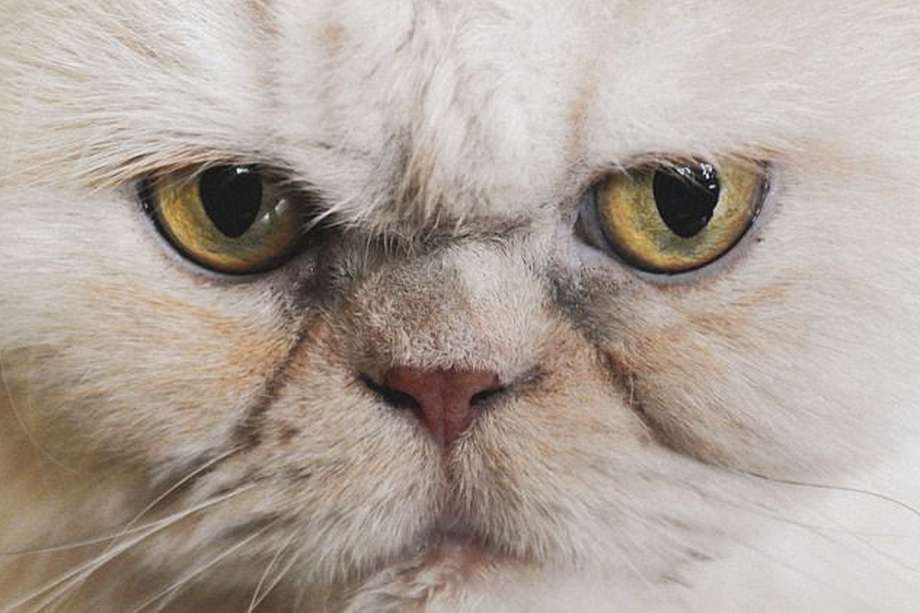 Los gatos persas se pueden encontrar en colores blanco, rojo, crema, negro, azul, chocolate, lila, plateado, dorado, crema azul, marrón, calicó, seal y muchos más.