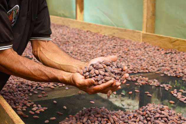 El precio del cacao está batiendo récord: ¿a qué se debe?