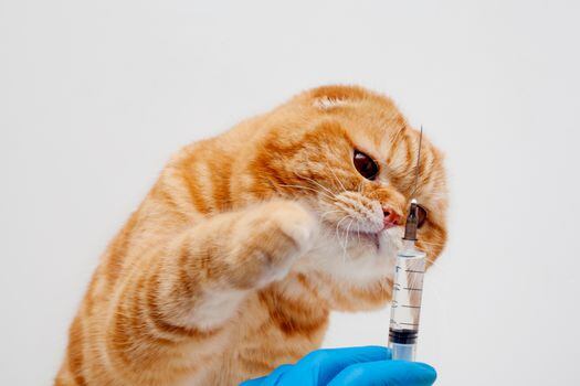 Conoce el esquema de vacunación que tu gato necesita para estar sano.