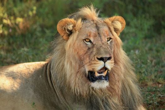 En los últimos 200 años los leones han disminuido en un 90 %. / Pixabay