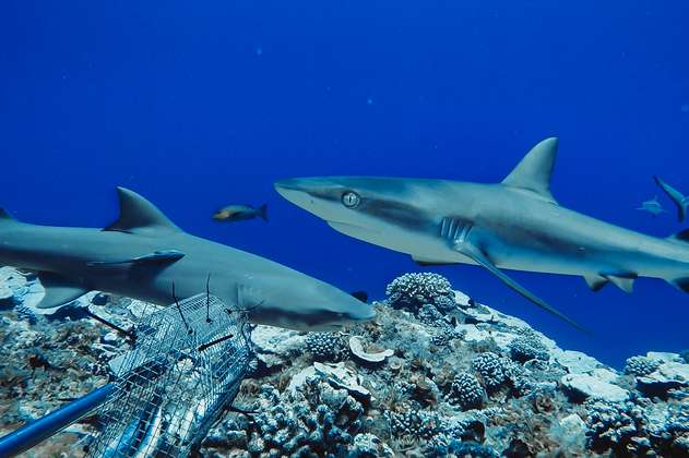 Colombia prohíbe la pesca artesanal e industrial de tiburón