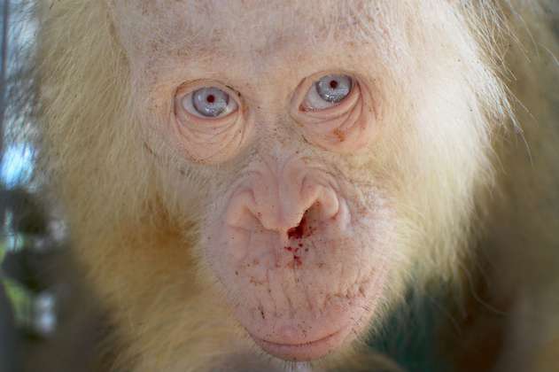 Una orangutana albina de ojos azules socorrida en Borneo