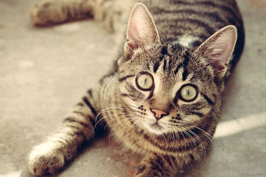 Los gatos atigrados también se caracterizan por tener los ojos verdes, dorados o azules.