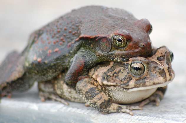 Las ranas hembras tienen tácticas para evadir los encuentros sexuales con machos