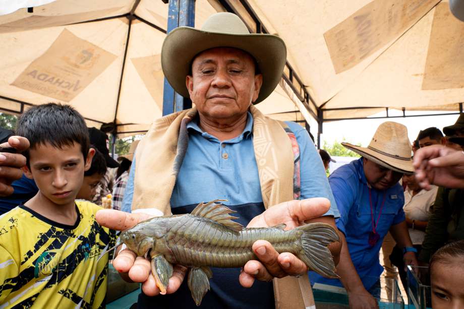 Este pez refleja la conexión única entre tierra y agua que caracteriza este lugar del país y define su comunidad. /Jonathan Bermúdez TNC Colombia.