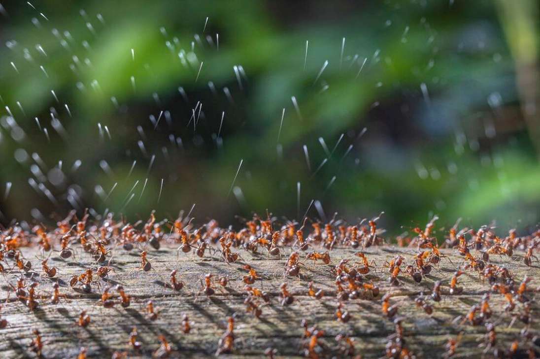 Categoría Insectos: Hormigas de madera que disparan secreción ácida
Un grupo de hormigas fueron capturadas mientras "disparan" ácido en defensa de su comunidad. La imagen es de René Krekels, biólogo.