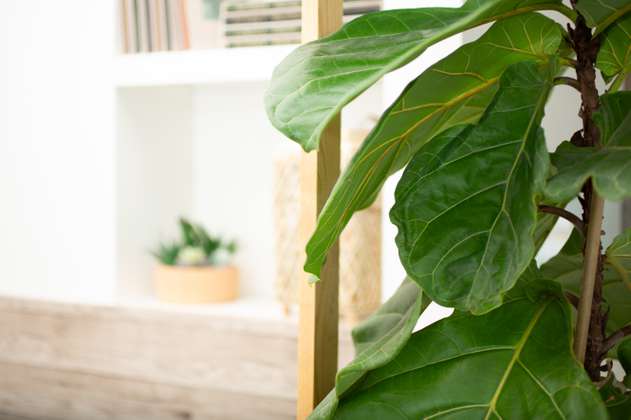 Ficus lyrata: una de las mejores inversiones en plantas para el hogar