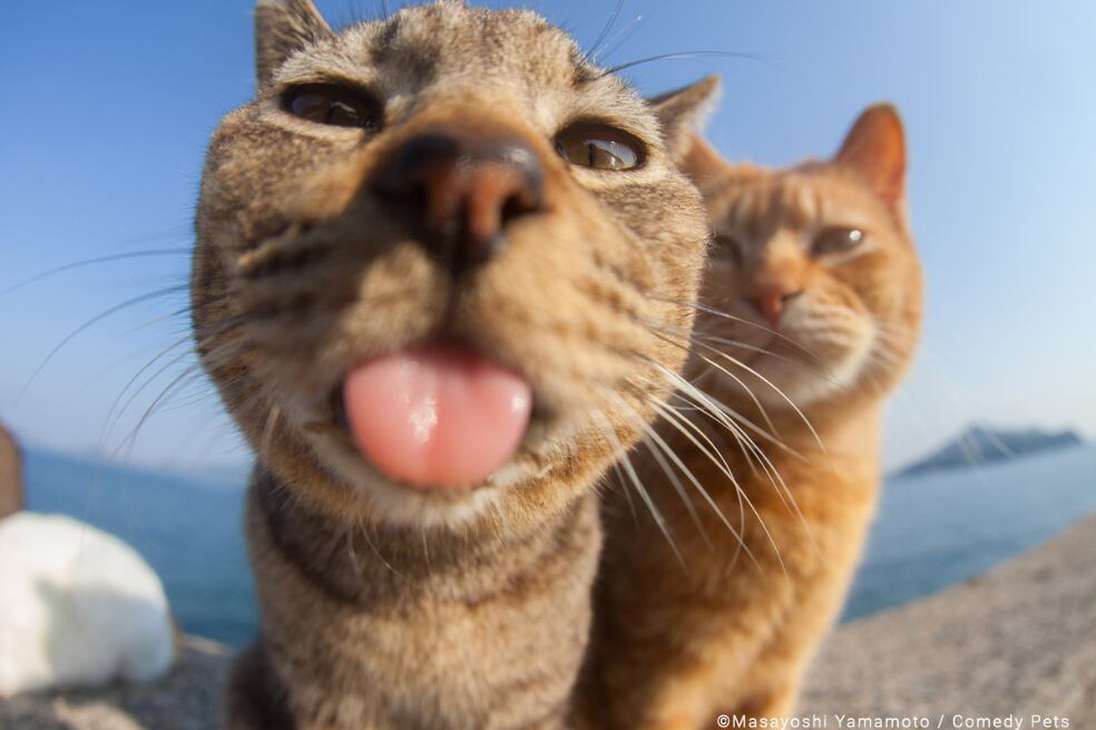 "Me sacó la lengua como la famosa foto de Einstein", dijo el fotógrafo sobre el gato.