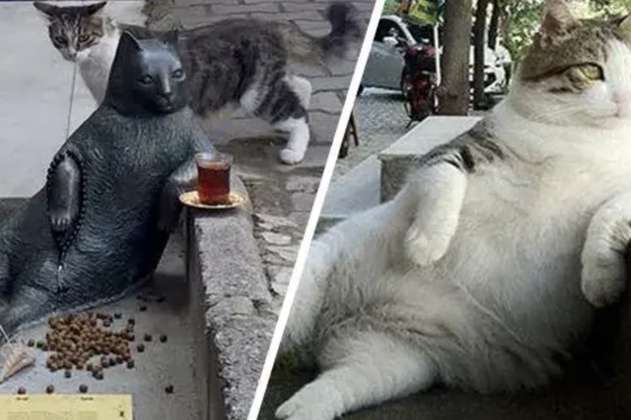 Tombili, el gato más querido de Estambul al que le hicieron una estatua