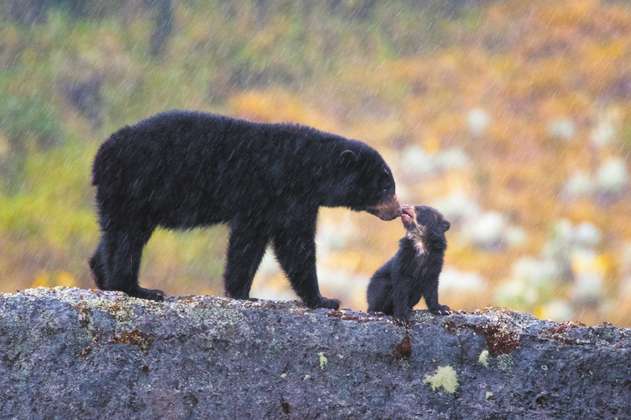Video: excepcional registro de cortejo de oso andino en el departamento de Huila