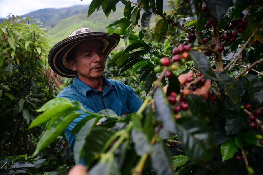 En el primer trimestre de 2022 las exportaciones de café superaron los US$850 millones.