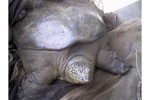 Imagen referencia - En el mundo solo quedan tres ejemplares de la tortuga de caparazón blando del Yangtzé y todas son hombres.