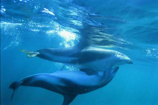 Los clítoris de delfines hembras son similares a los clítoris humanos, aunque están ubicados en partes distintas de la vagina. / Wikimedia