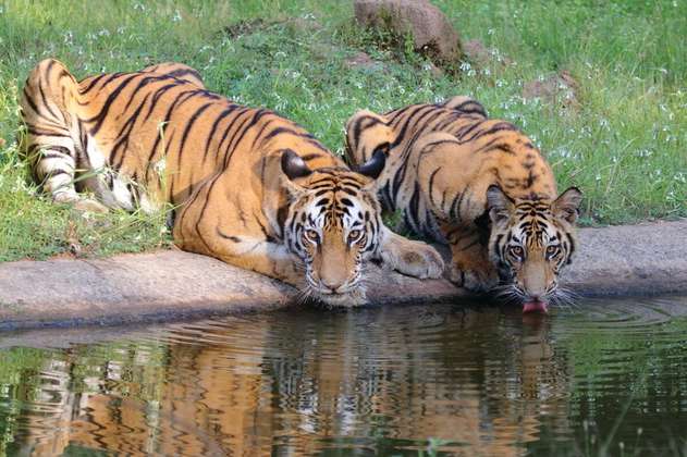 Conviviendo con tigres, una historia de conservación exitosa
