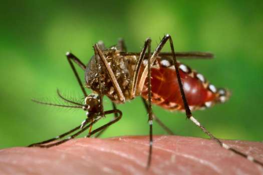 “Aedes aegypti”, transmisor del dengue y del chikunguña. / Wikimedia
