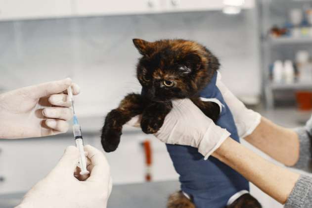 Jornadas gratuitas de vacunación contra la rabia para mascotas en Medellín, ¿cómo asistir?