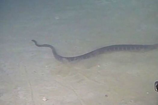 Una de las serpientes marinas captada a 240 metros de profundidad en julio de 2017.  / Agencia Sinc - INPEX-operated Ichthys LNG Project