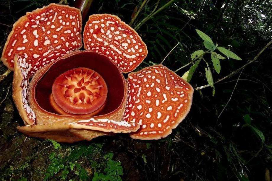 Imagen de "Rafflesia".