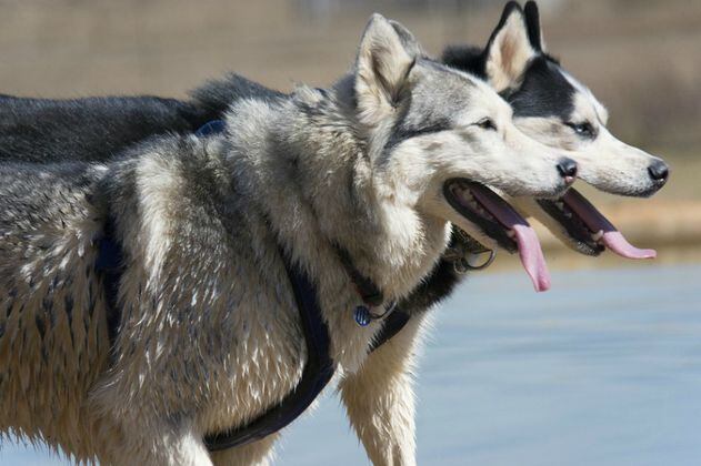 Primeros perros en EEUU llegaron de Siberia y desaparecieron por colonización