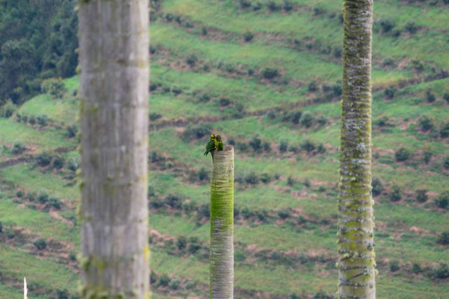 Vereda La Cucuana, en Cajamarca, Tolima. Los emblemáticos loros orejiamarillos se resguardan en las últimas palmas que dejan los cultivos extensivos de aguacate hass.