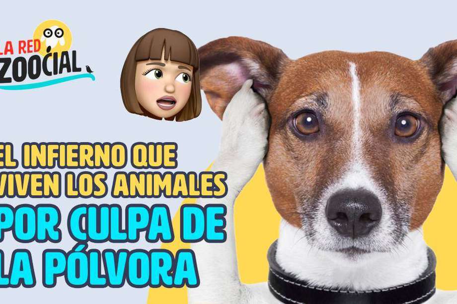 Las mascotas pueden enfermarse por la pólvora; hay casos de infartos.