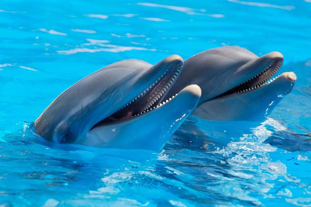 Nacen dos crías de delfín en el oceanario de Cartagena
