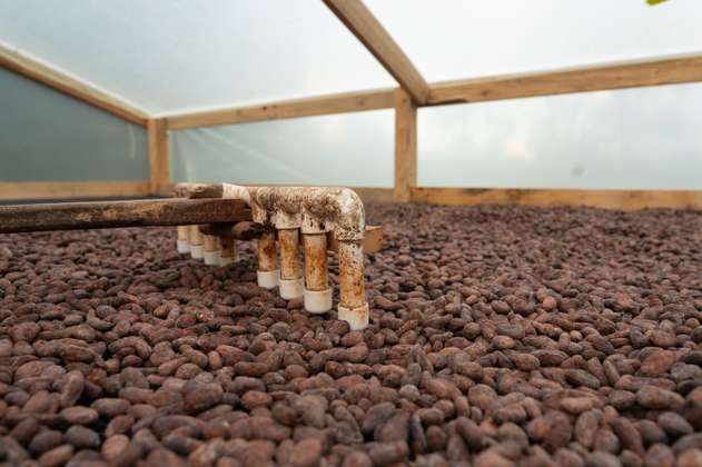 Con el cacao, campesinos del Caquetá le apuestan a la paz y a la reforestación