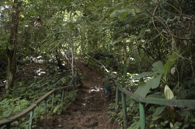 El top 10 de lugares en Colombia donde hay más plantas útiles amenazadas