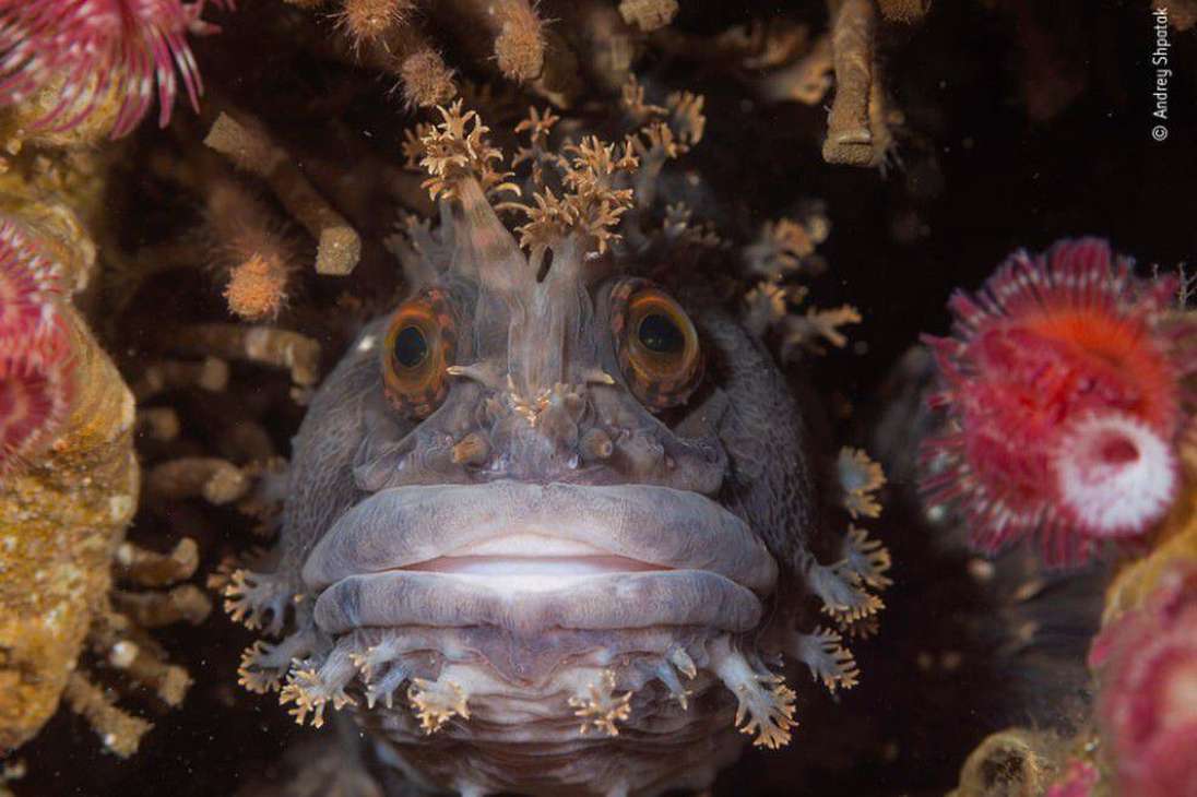 Ojo a ojo, Andrey Shpatak (Rusia): 
Este es un warbonnet japonés, una especie inusual de pez, que fue fotografiado en el Mar de Japón. Esta especie Usa su mandíbula afilada para arrancar pepinos de mar y gasterópodos.