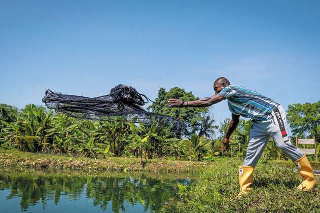 Los proyectos piscícolas de Tumaco que construyen paz y seguridad alimentaria 
