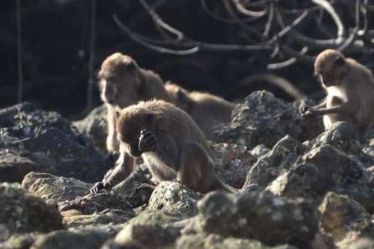 Ejemplo de un macaco de cola larga utilizando una herramienta de piedra para acceder a la comida.
LYDIA V. LUNCZ
13/3/2023
