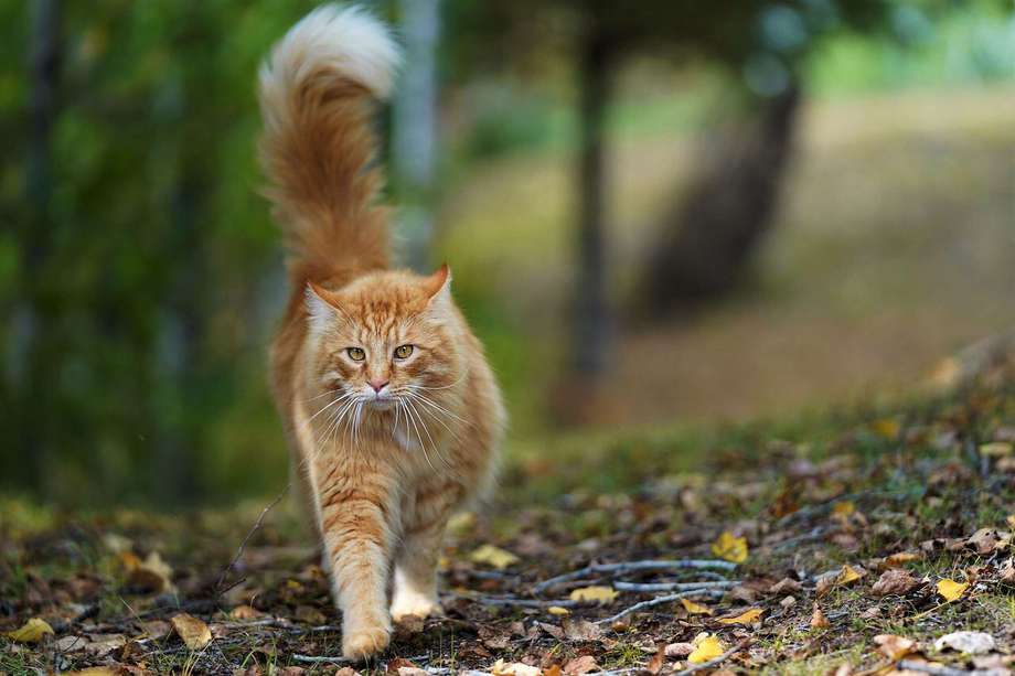 Cuanto más cálido sea el entorno, más naranja se verá en su pelaje en estos gatos.