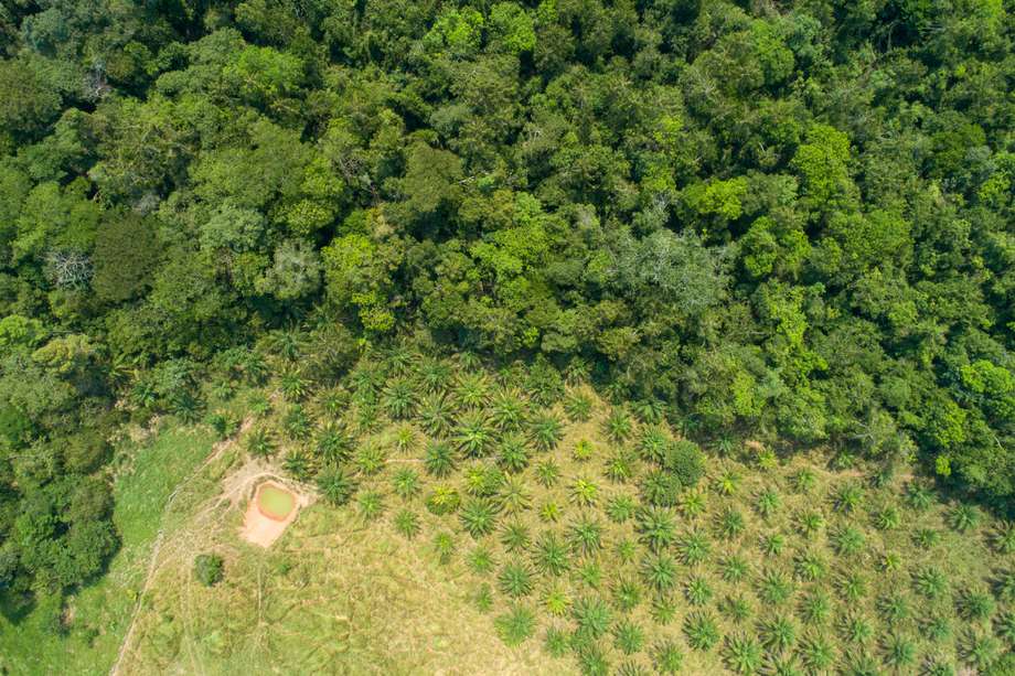 Para 2030, Colombia se propuso sembrar 500 mil árboles. /Banco de imágenes ambientales del Instituto Humboldt.