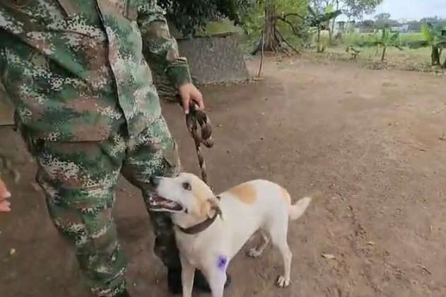 Ángel, el perrito sin hogar que salvó la vida de soldados del Ejército en Guaviare