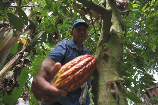 Alfonso Nova sostiene uno de los frutos de su cultivo de cacao en su finca, en Puerto Boyacá.  / Mauricio Alvarado