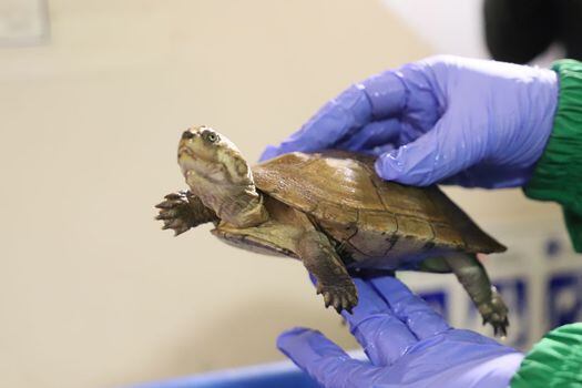 Las tres tortugas fueron remitidas al Centro de Atención y Valoración de Fauna Silvestre (CAV) de la Secretaría de Ambiente.