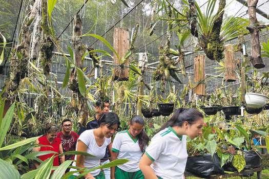 El proyecto planea encontrar las especies de orquídeas de Caquetá, un departamento poco explorado. / Proyecto Orquídeas para la Paz